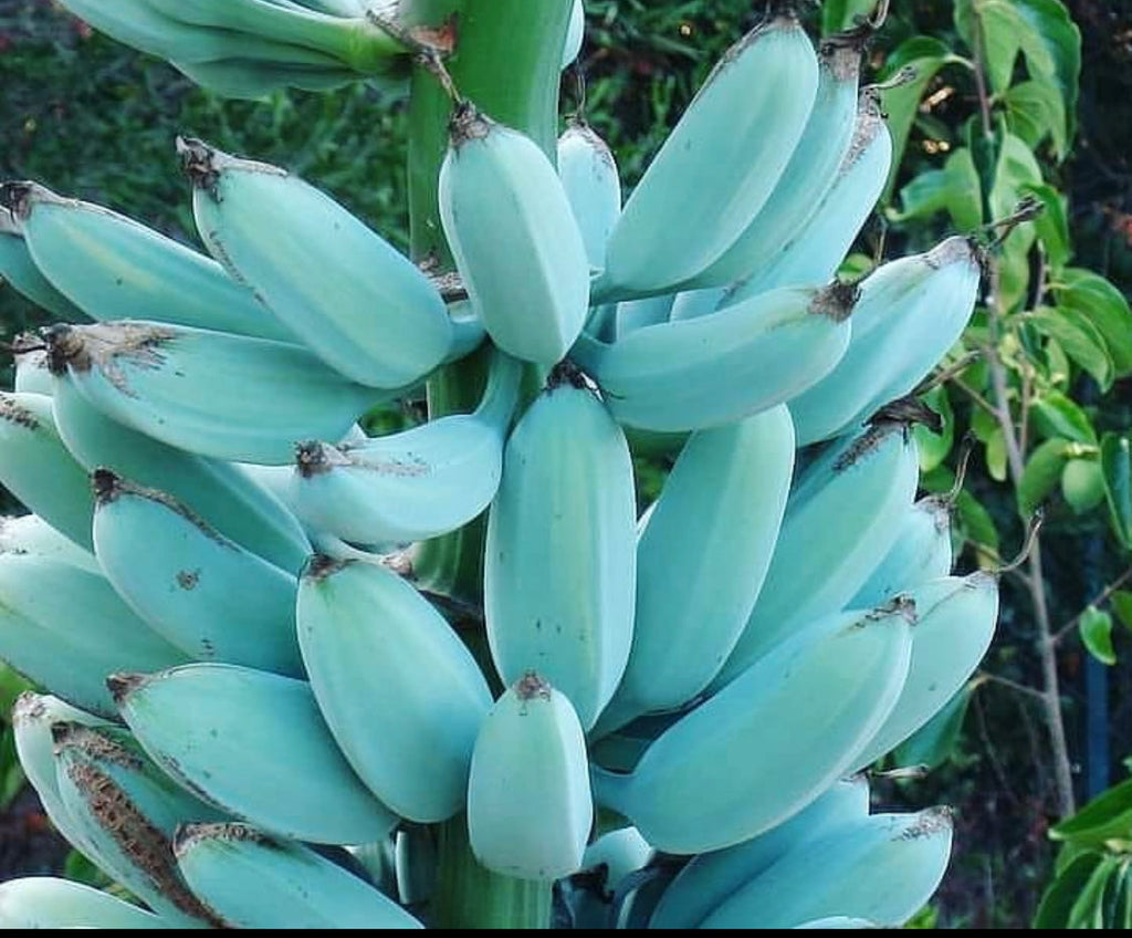Blue Java Live Banana - 1 Gallon