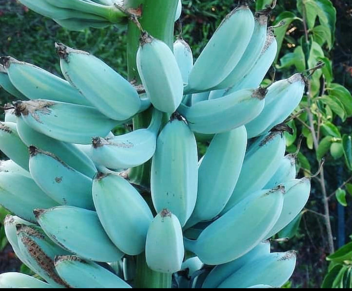 Blue Java Live Banana - 1 Gallon