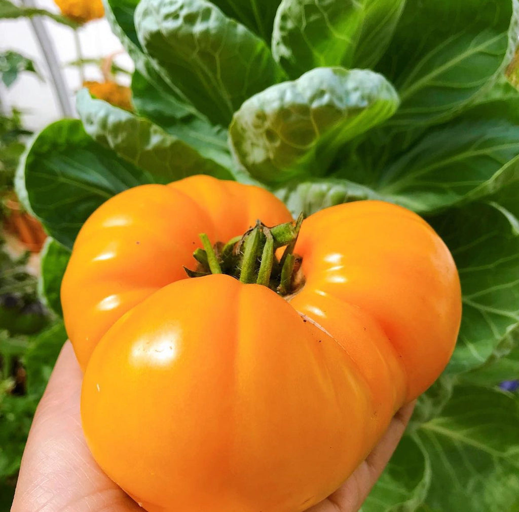 Yellow Brandywine Tomato Seeds