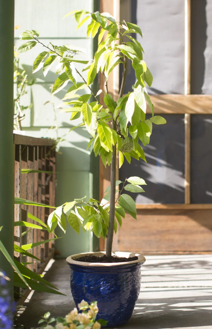 Sirsak Ratu Soursop Tree — 1 Gallon