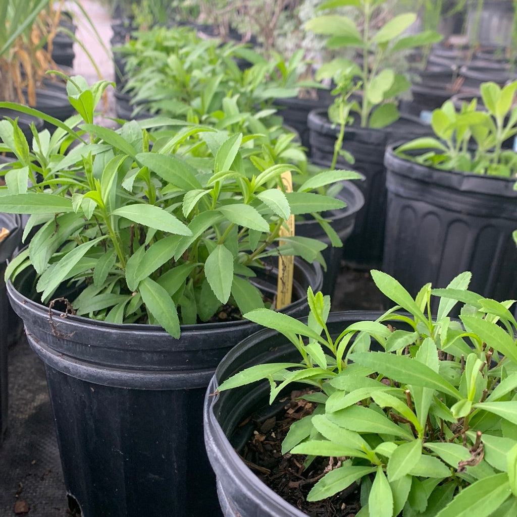 Mexican Mint Marigold