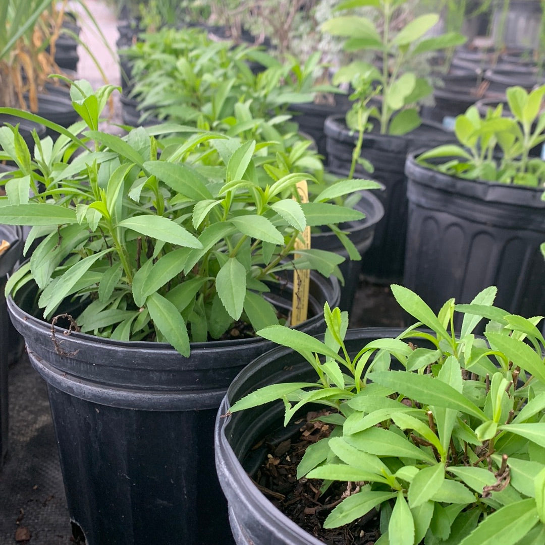 Mexican Mint Marigold