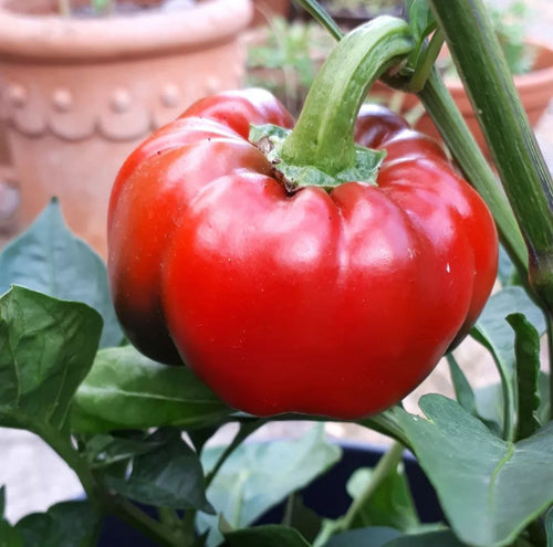 California Wonder Sweet Bell Pepper Heirloom Seeds