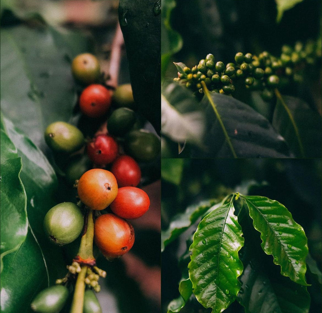 Patio Arabian Coffee Plant