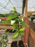 Soursop Tree