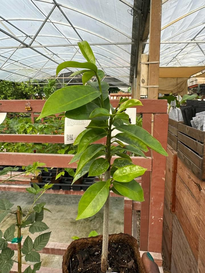 Soursop Tree