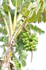 Popoulu Red Trunk (RARE) Live Banana Plant