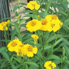 Mexican Mint Marigold