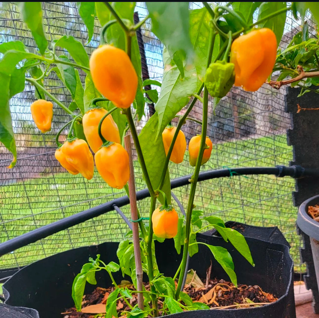 Caribbean Blend Haberno Hot Pepper Mix Seeds