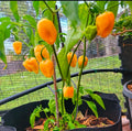 Caribbean Blend Haberno Hot Pepper Mix Seeds