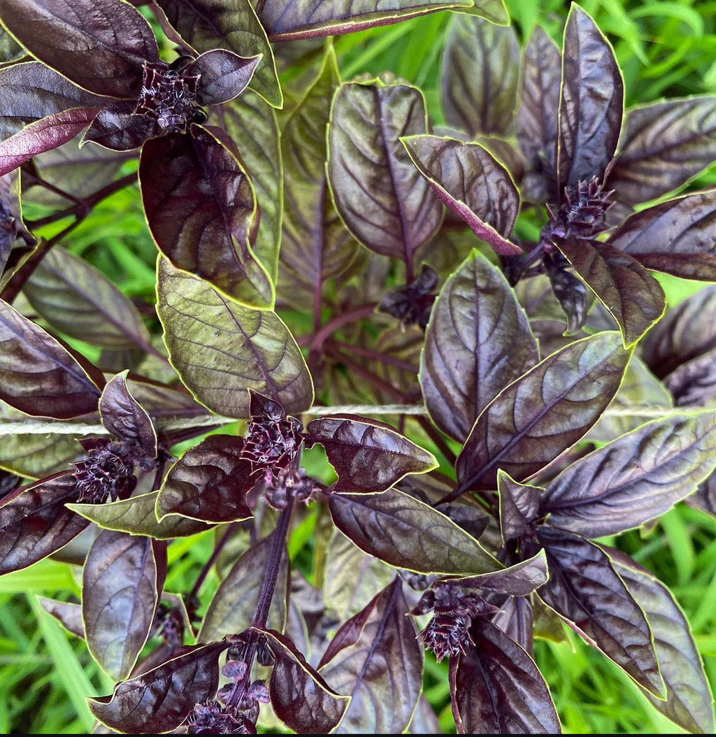 Dark Opal Basil Heirloom Seeds