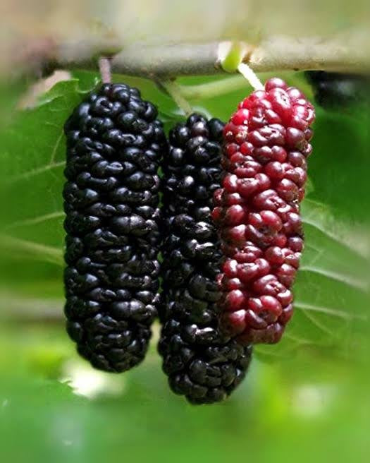 Patio Everbearing Mulberry Bush