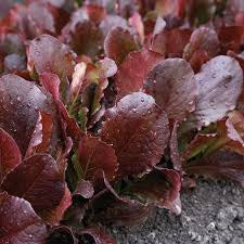 Red Romaine Heirloom Lettuce Seeds