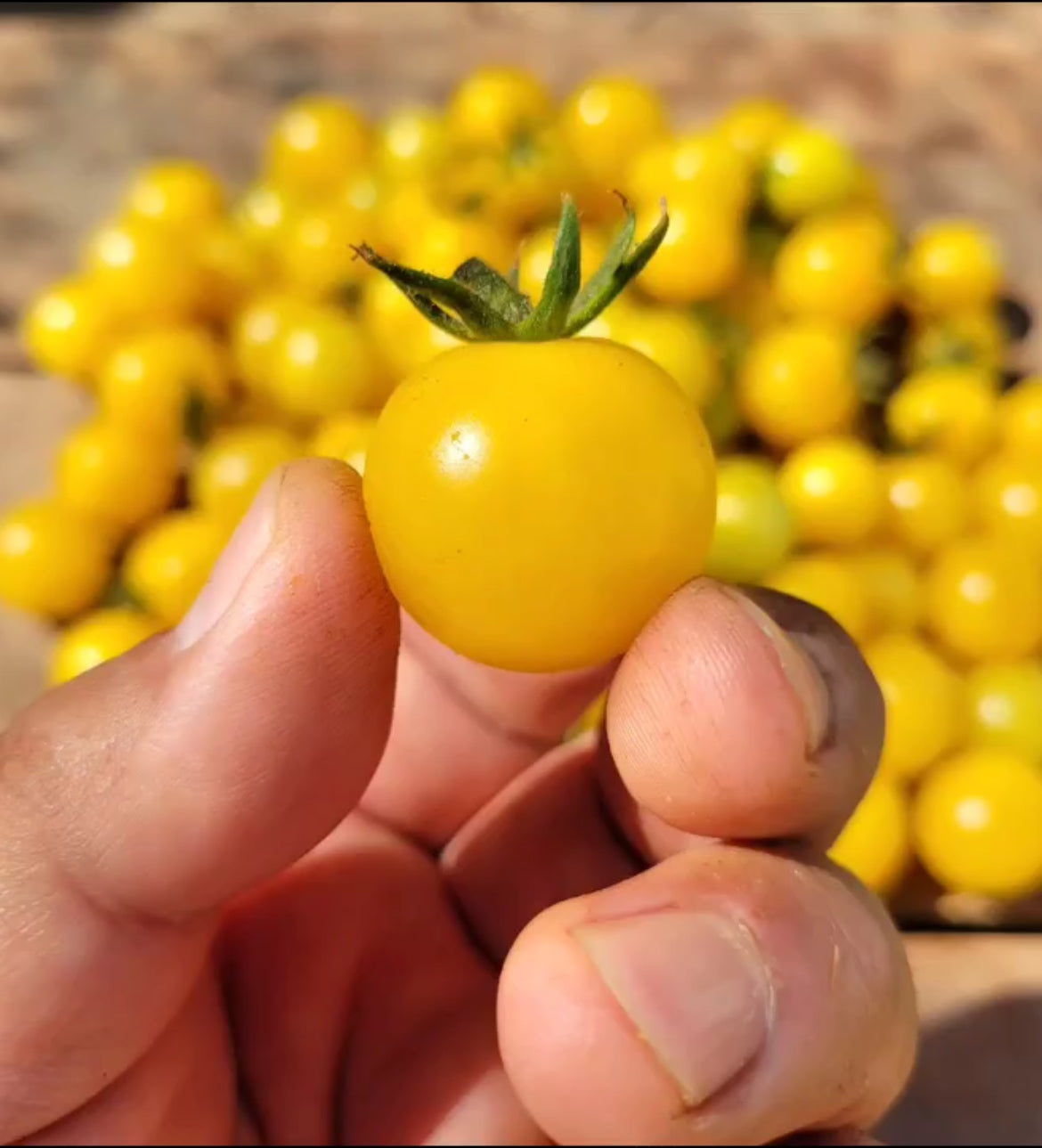 Gold Nugget Tomato Seeds
