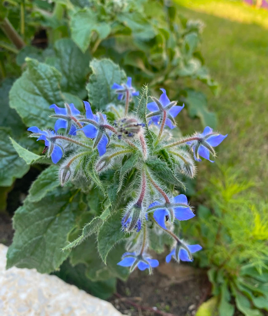 Borage Seeds
