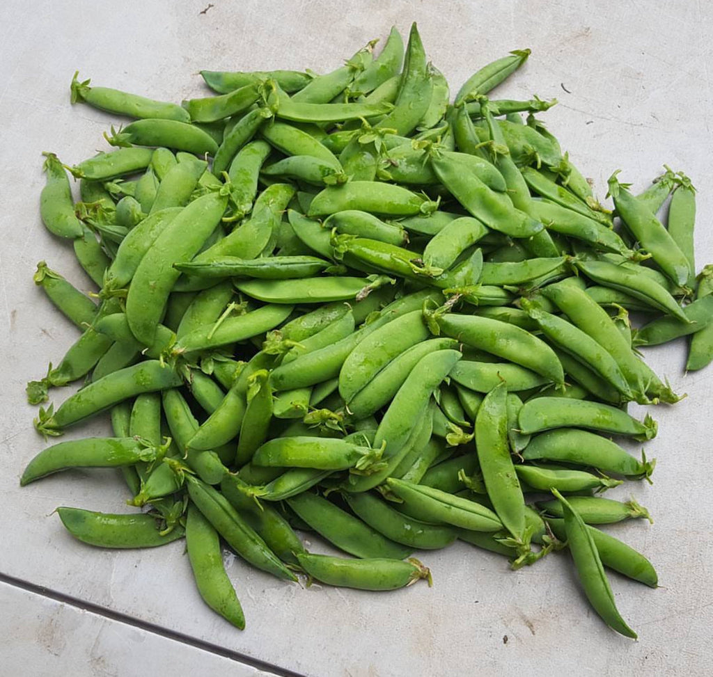 Thomas Laxton Pea Seeds