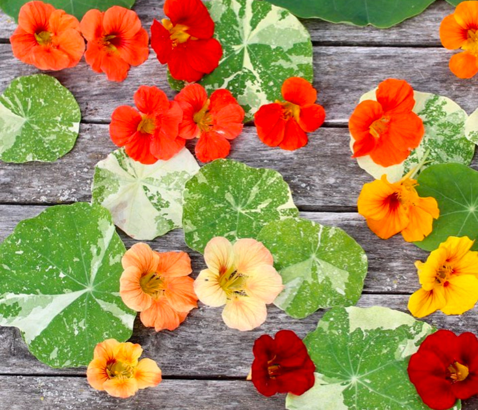 Alaska Nasturtiums Heirloom Seeds