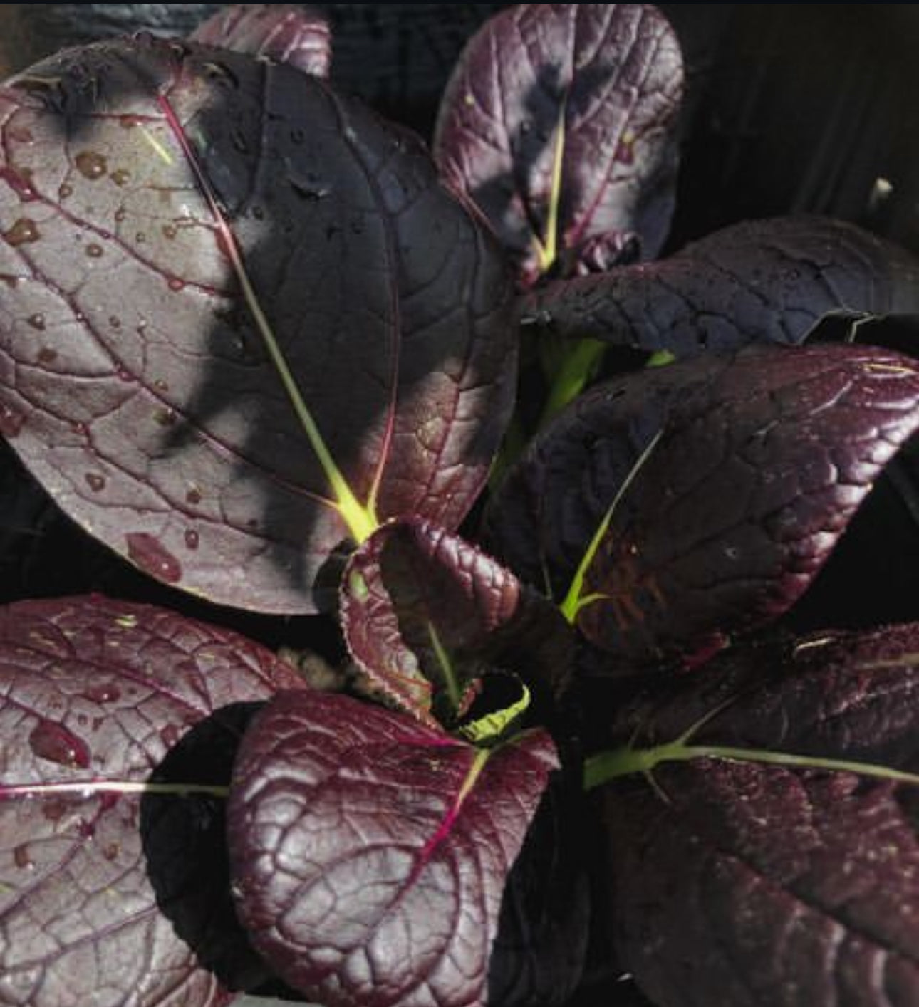Pak Choi Red Tatsoi Cabbage Seeds