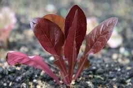 Red Romaine Heirloom Lettuce Seeds