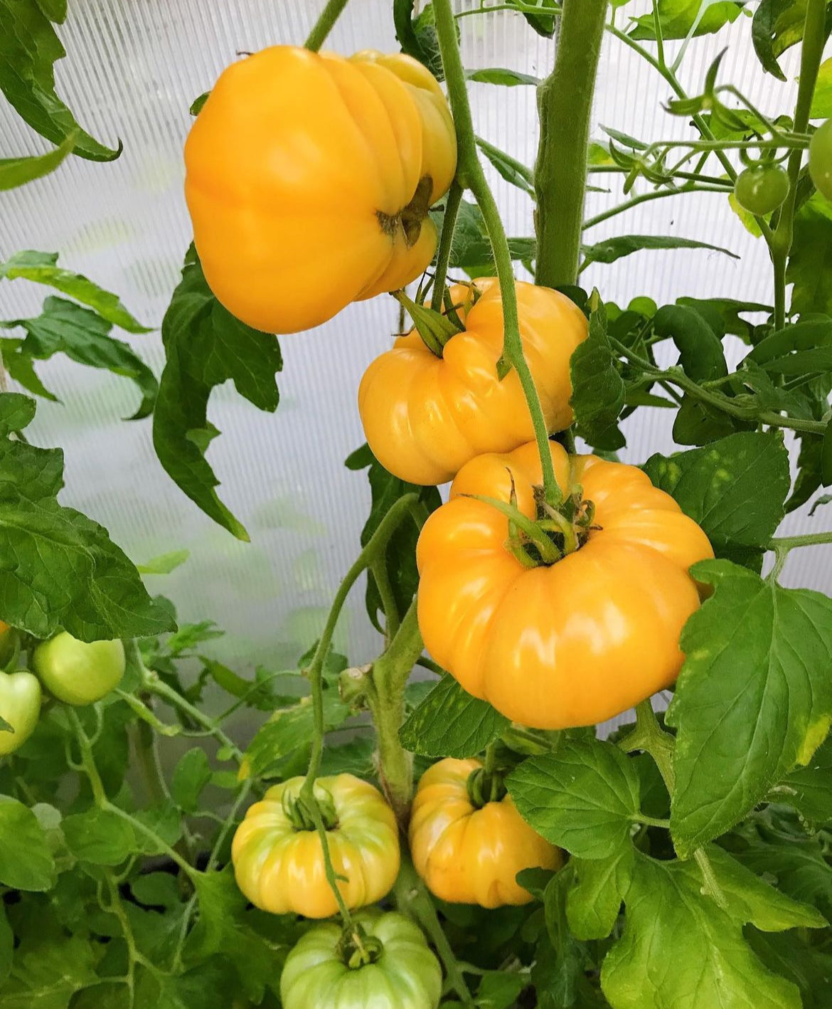 Yellow Brandywine Tomato Seeds