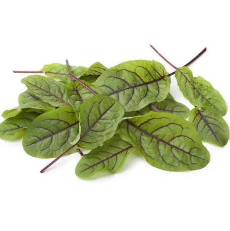 Red Veined Sorrel Panda Seeds