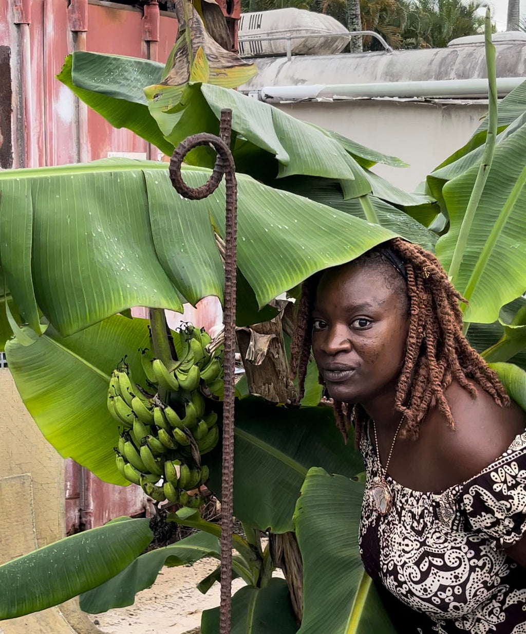 Patio Truly Tiny Banana Live Plant (Musa Acuminata)