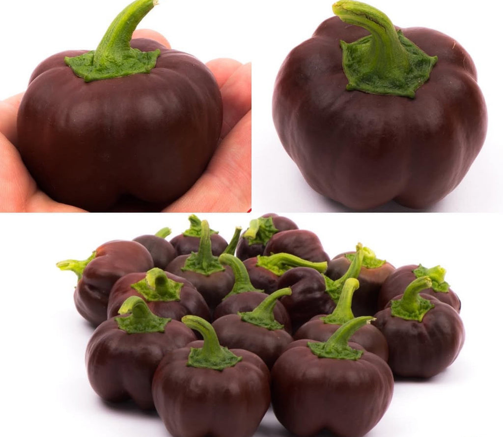 Mini Chocolate Sweet Bell Pepper Seeds