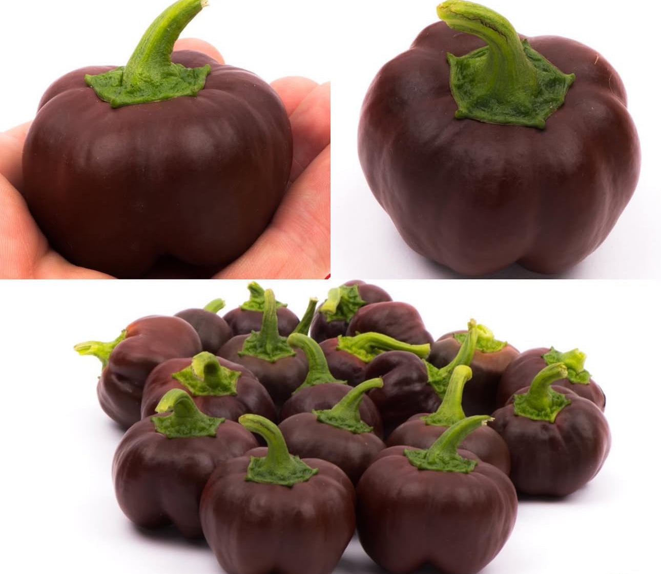 Mini Chocolate Sweet Bell Pepper Seeds
