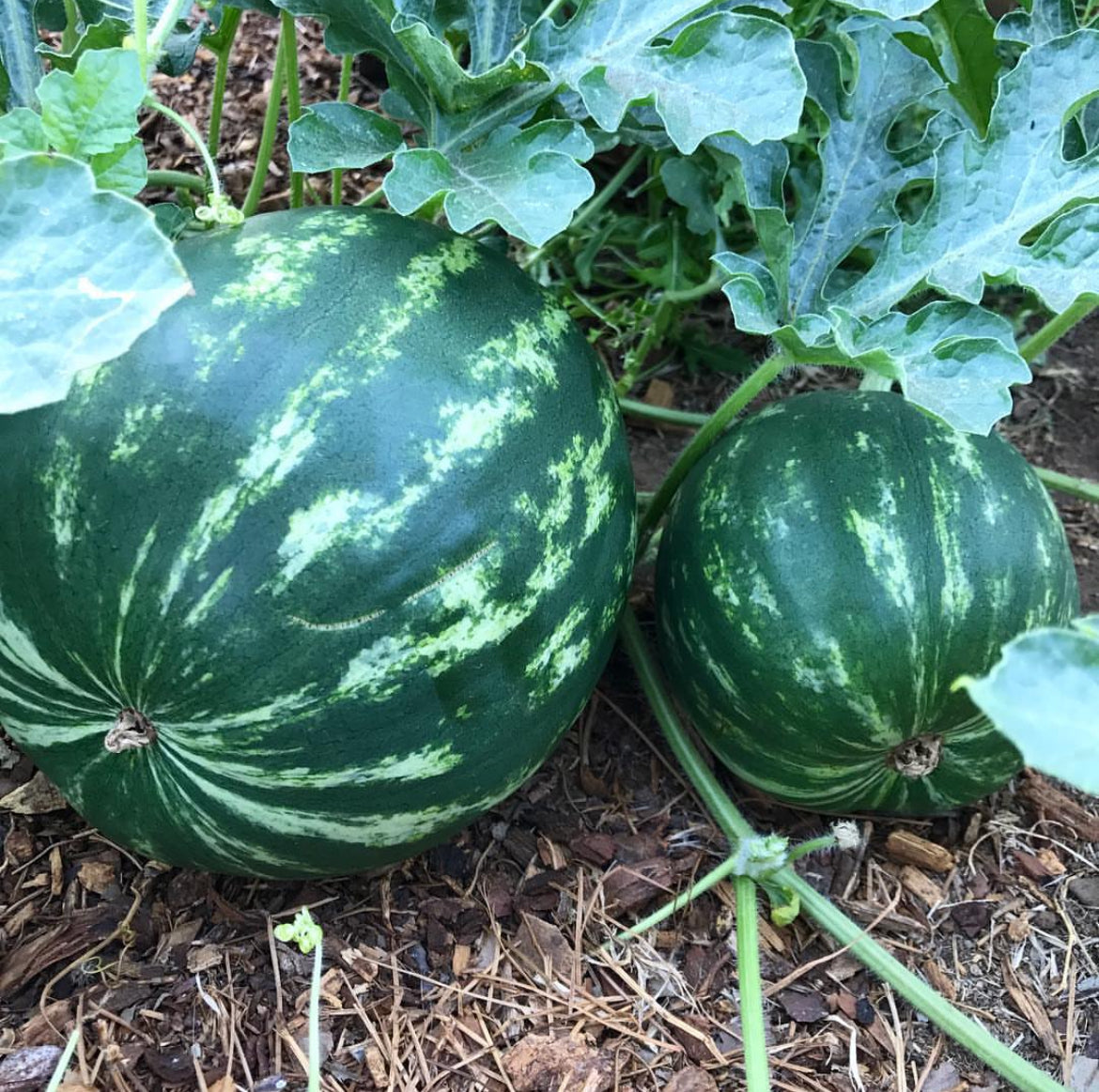 Crimson Sweet Watermelon Seeds
