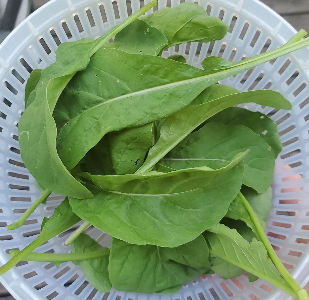 Slow Bolt Arugula Seeds