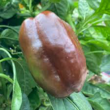 Chocolate Beauty Sweet Bell Pepper Seeds