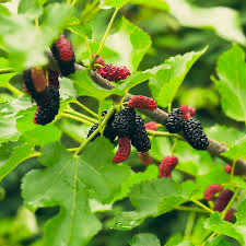 Patio Everbearing Mulberry Bush