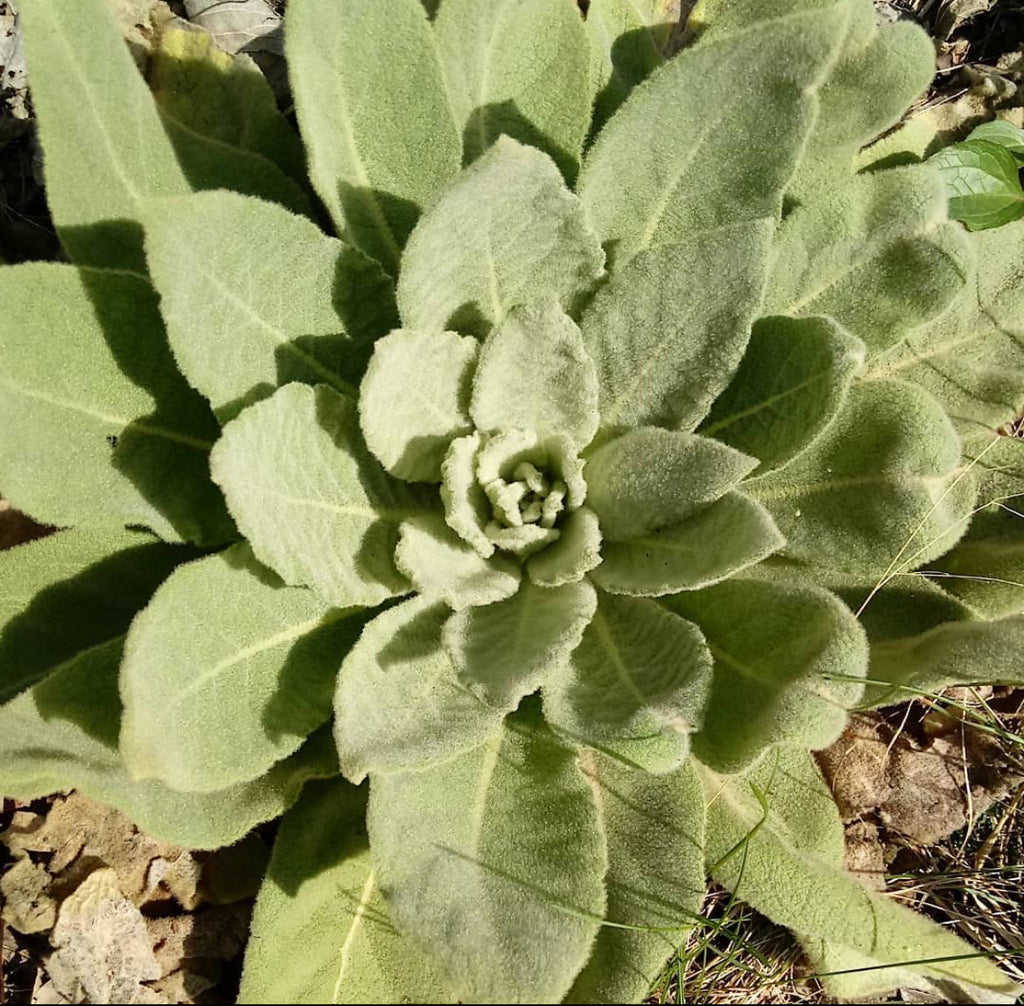 Mullein Seeds
