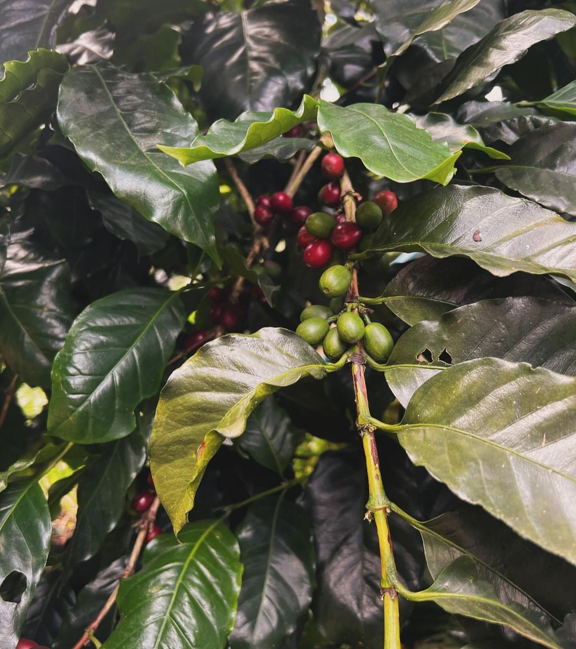 Patio Arabian Coffee Plant