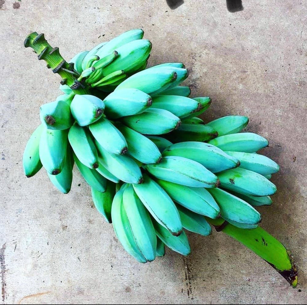 Blue Java Live Banana - 1 Gallon
