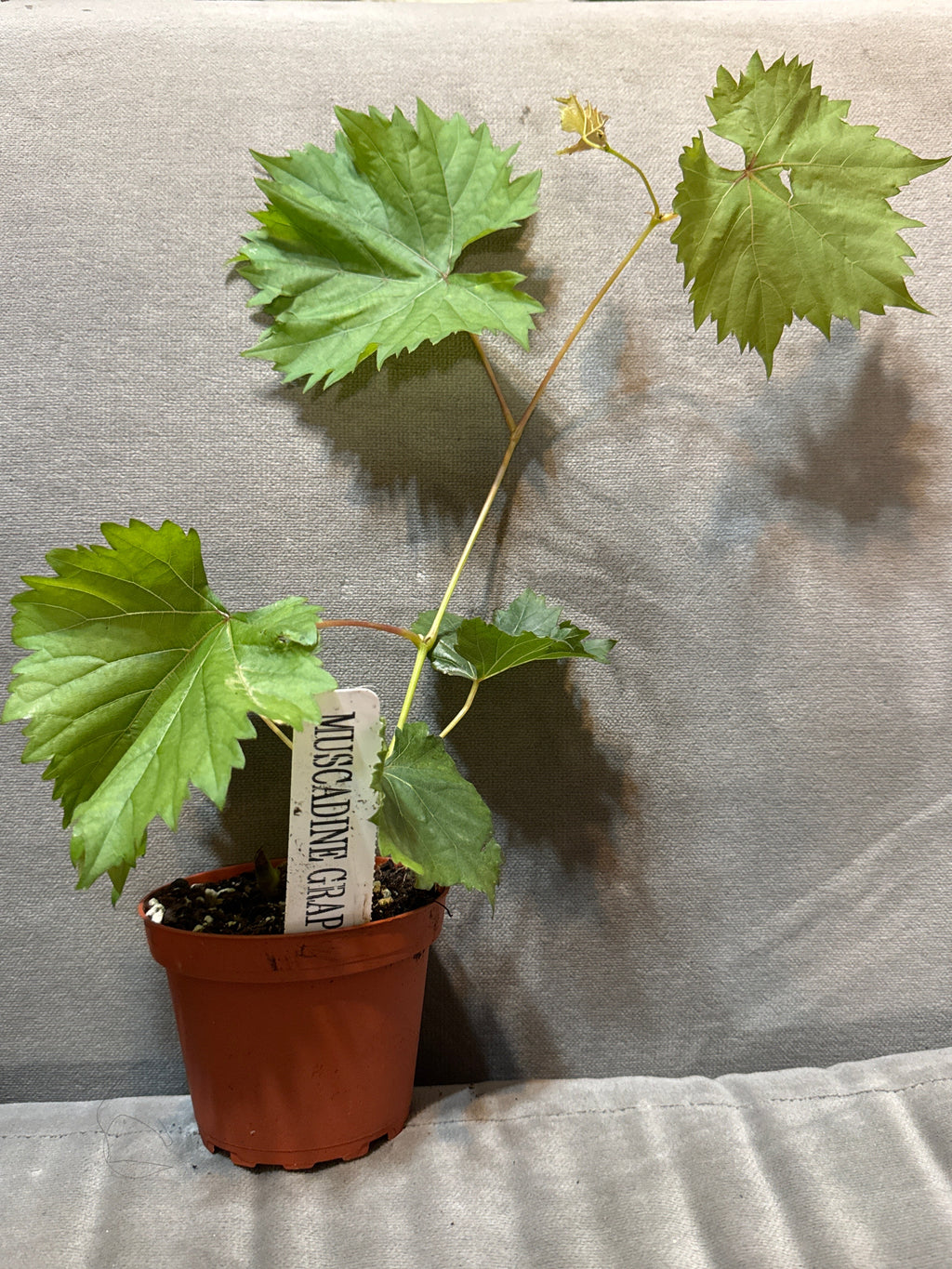 Patio Muscadine Grape Vine