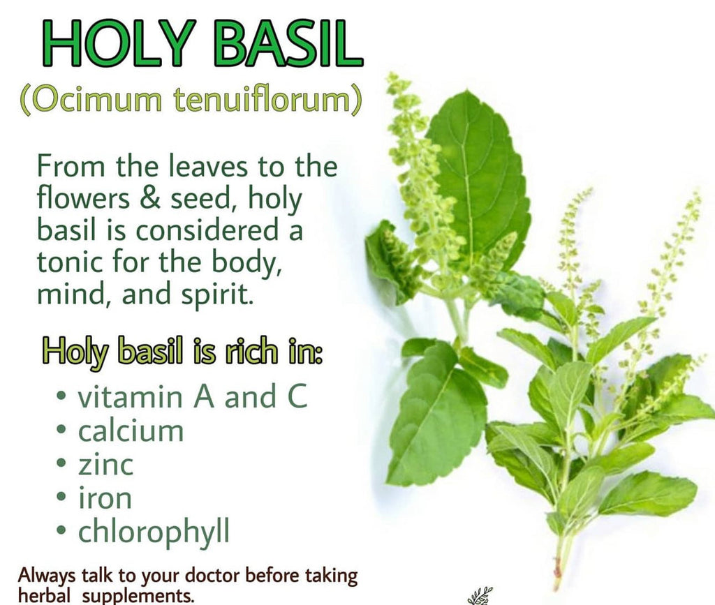 Tulsi Green Leaf Holy Basil Heirloom Seeds