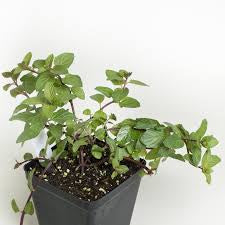 PREORDER Chocolate Mint Plant