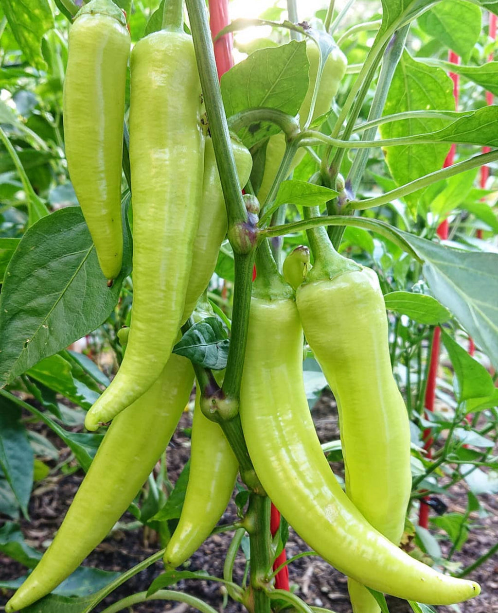 Hungarian Yellow Sweet Wax Pepper Heirloom Seeds