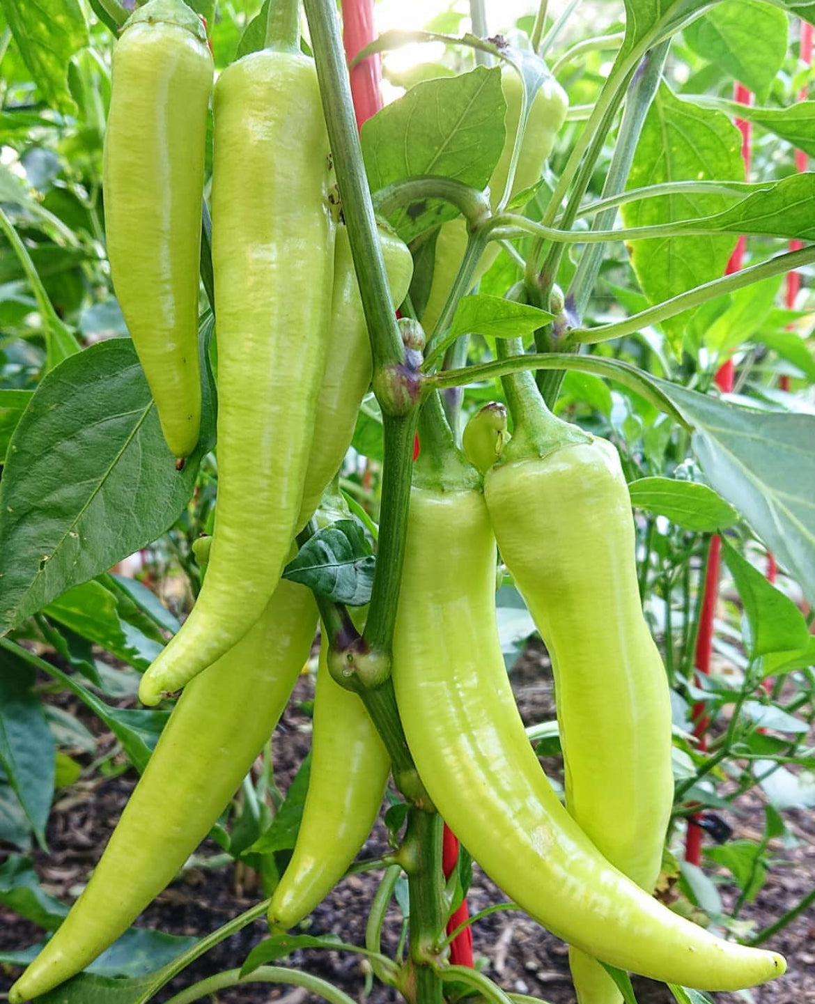 Hungarian Yellow Sweet Wax Pepper Heirloom Seeds