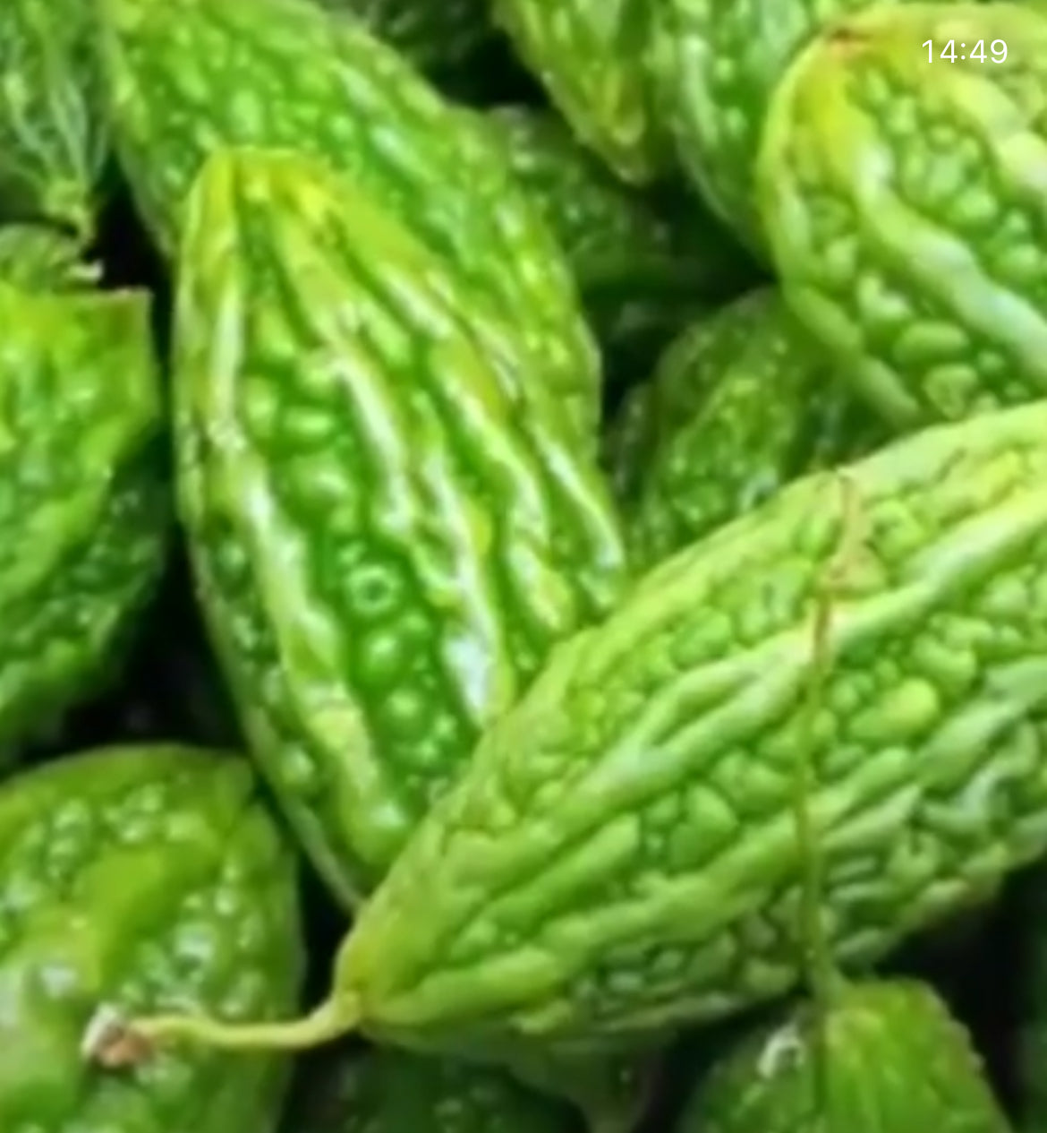 Mara Bitter Melon Seeds