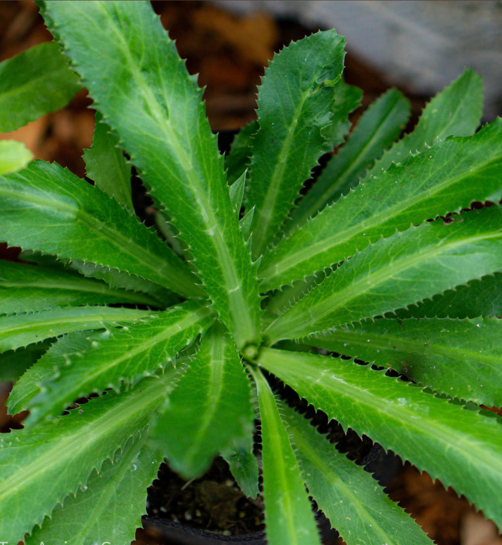 PREORDER Culantro Live Plant