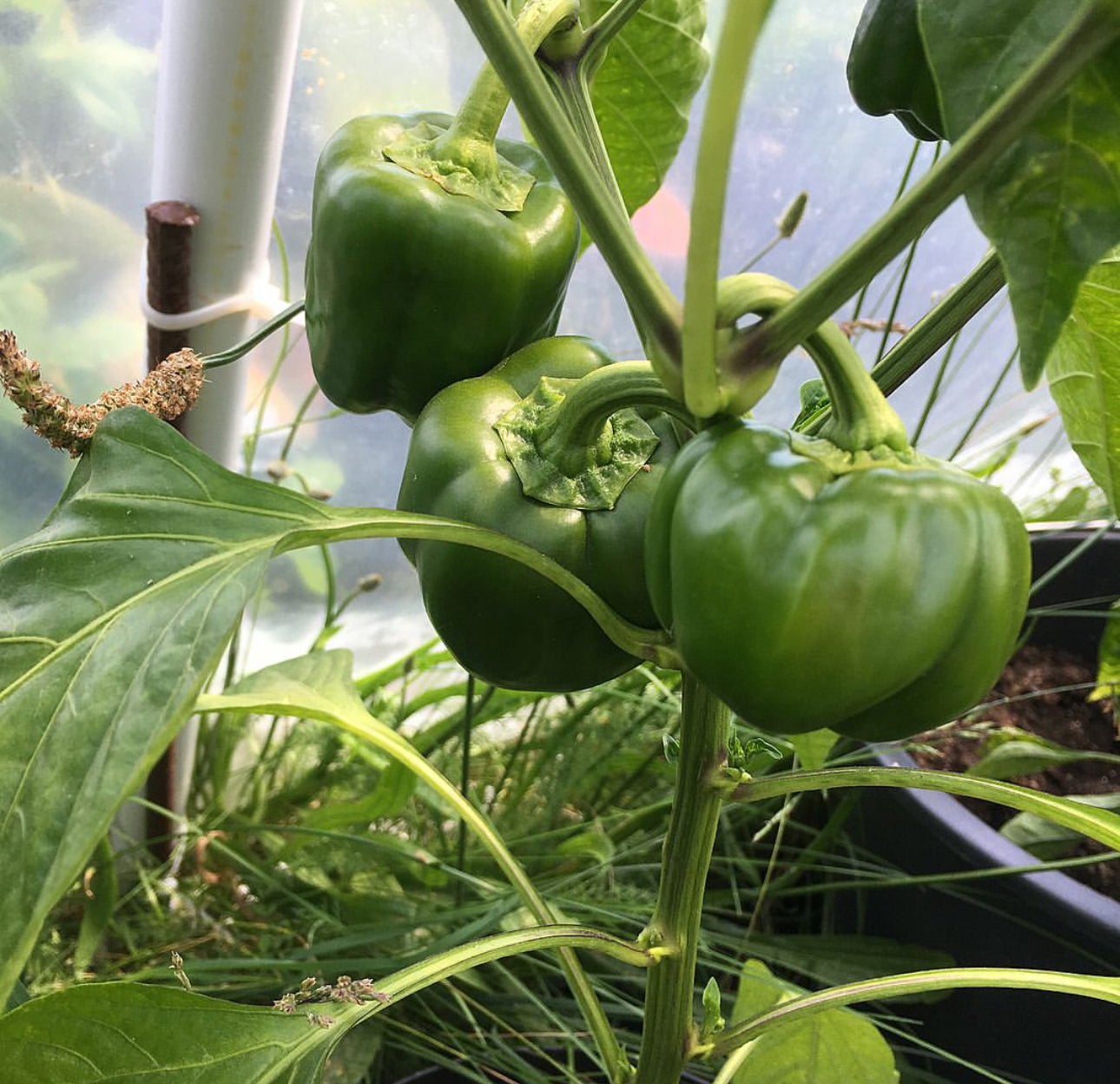 California Wonder Sweet Bell Pepper Heirloom Seeds
