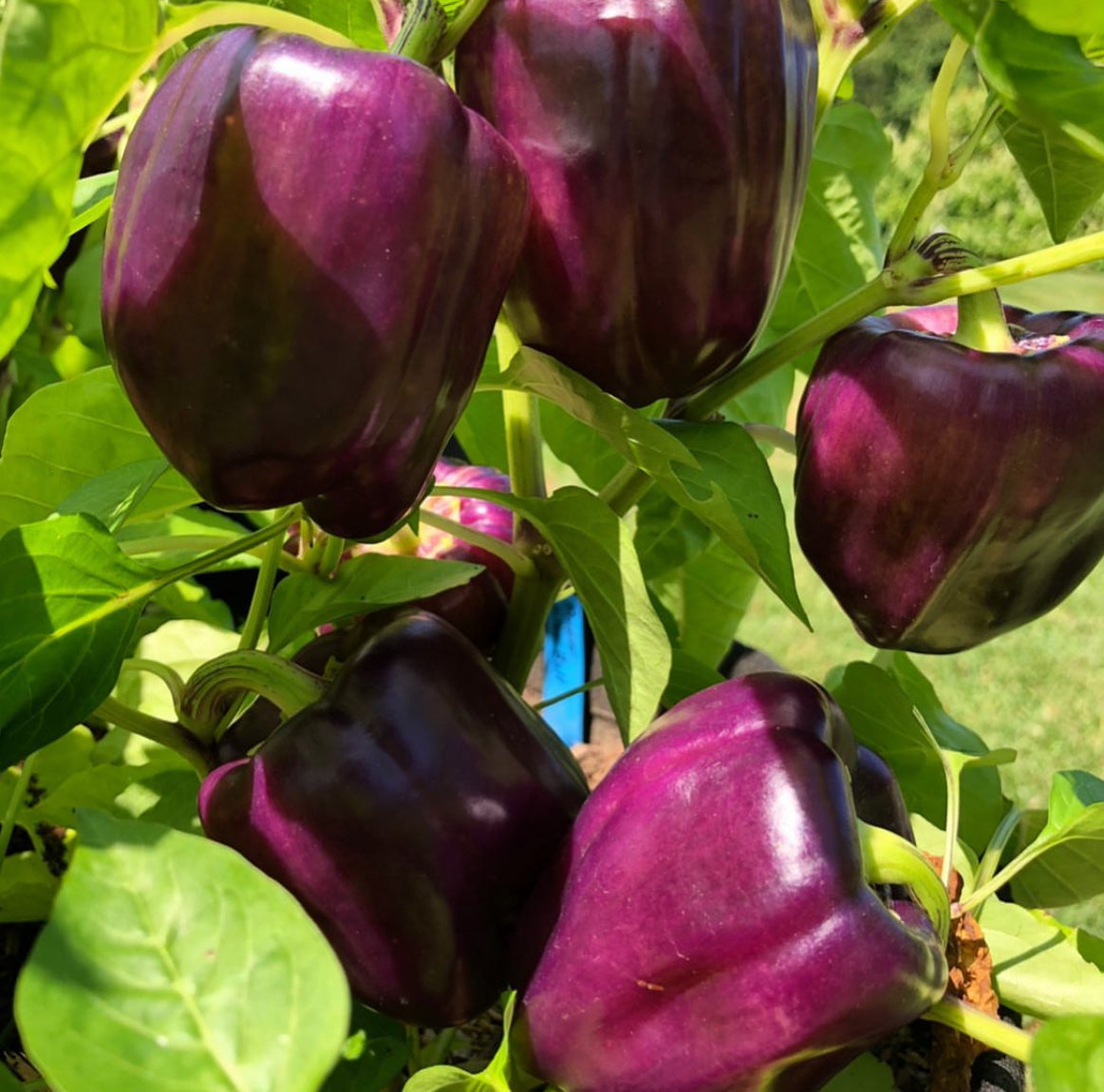 Lilac Sweet Bell Pepper Seeds