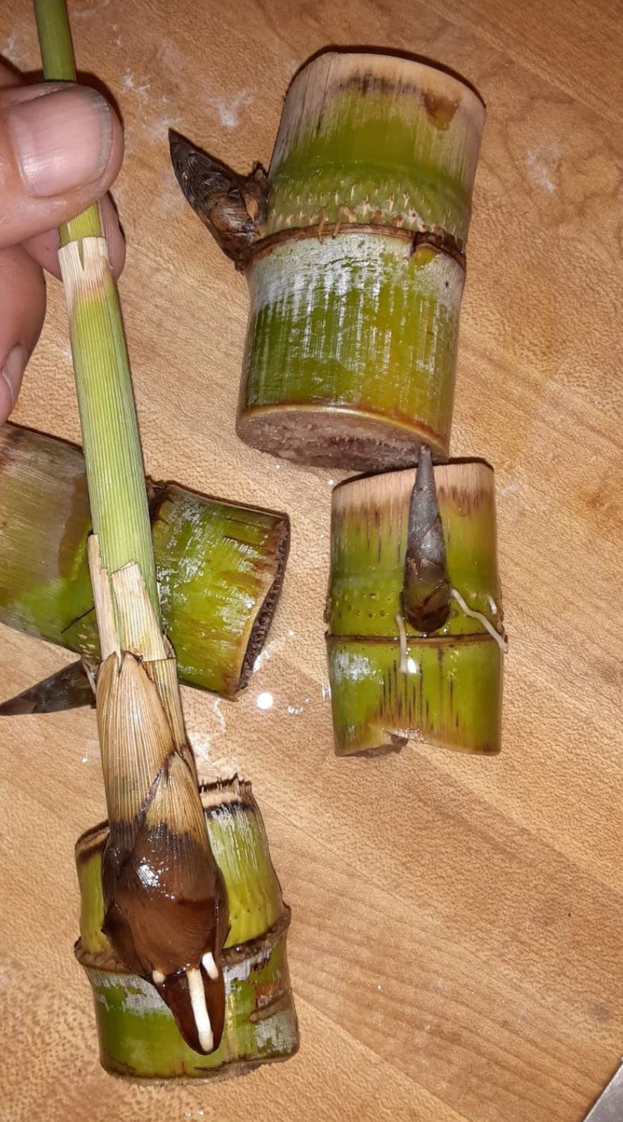 PREORDER Rooted Sugar Cane Nodes for Planting