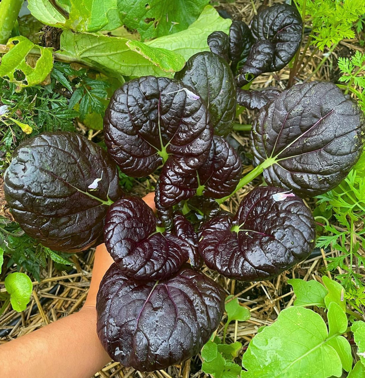 Pak Choi Red Tatsoi Cabbage Seeds