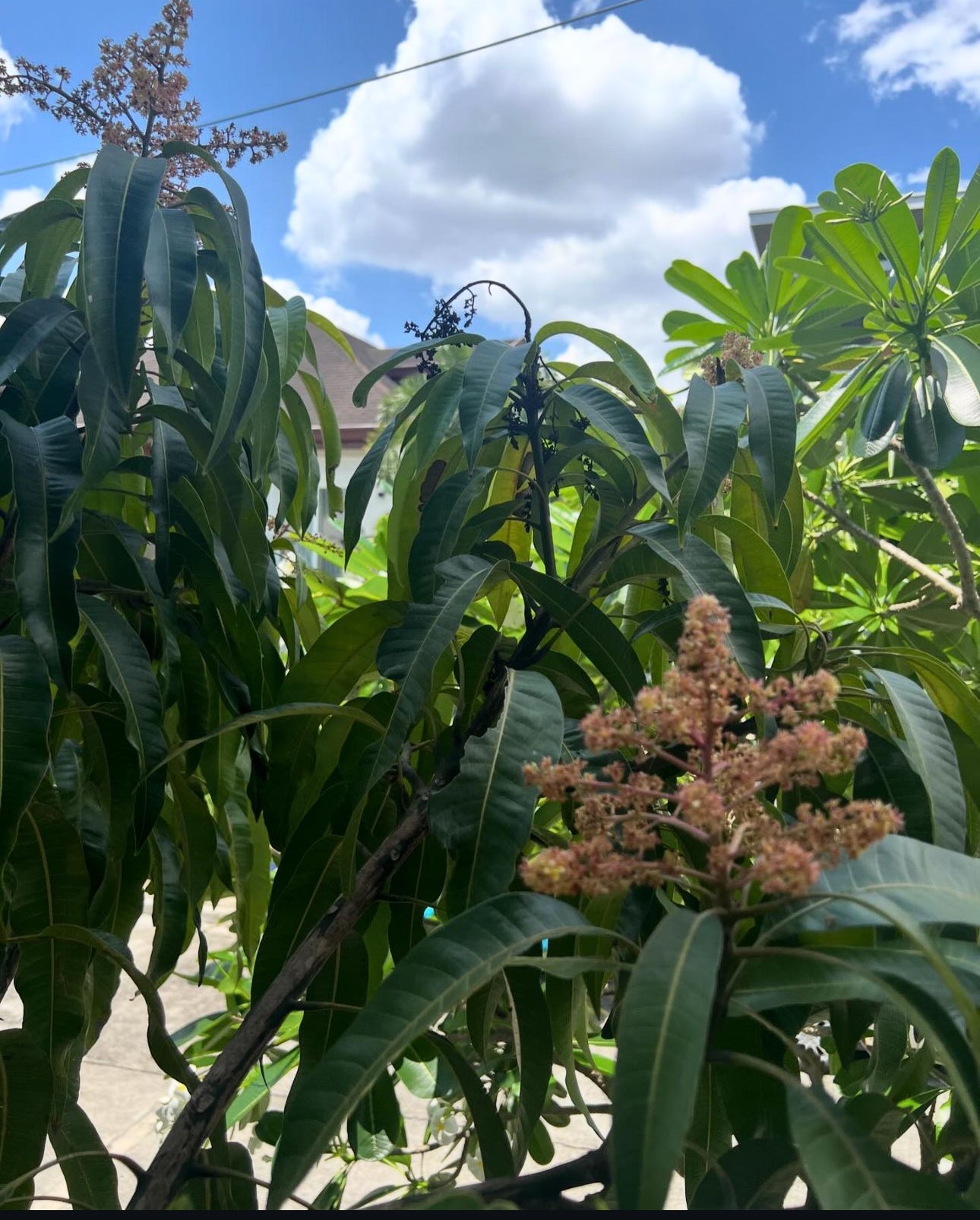 Tommy Atkins Mango Tree (Grafted) – Fast Fruiting