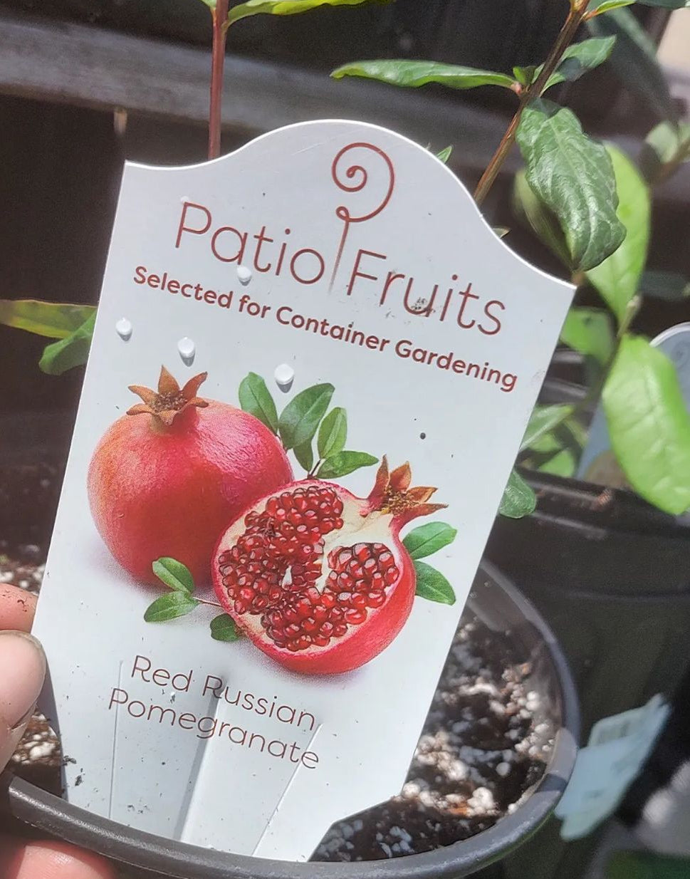Patio Red Russian Dwarf Pomegranate Live Patio Fruit Tree