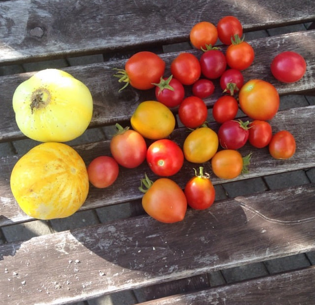 Sub Arctic Plenty Tomato Seeds