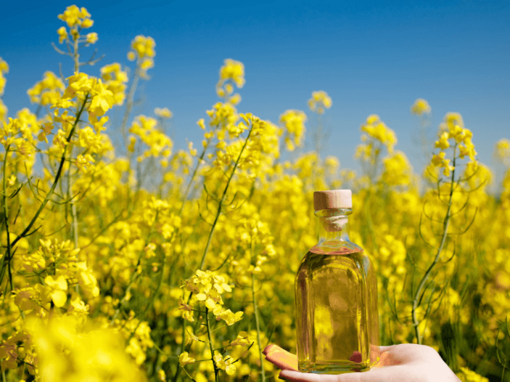 Rapeseed Mustard Seeds
